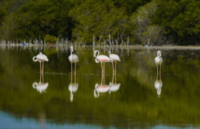 ފްލެމިންގޯތަކުގެ ފުރަތަމަ މަންޒިލަކީ މިފަހަރު ކުޅުދުއްފުށި!