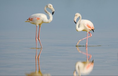 ފްލެމިންގޯތަކުގެ ފުރަތަމަ މަންޒިލަކީ މިފަހަރު ކުޅުދުއްފުށި!