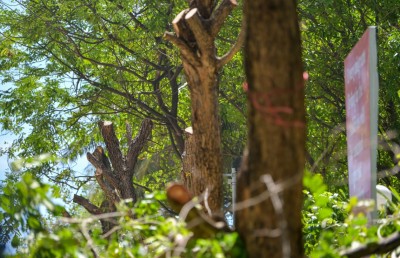މިދިޔަ އަހަރު އީޕީއޭއަށް އެންމެ ގިނައިން ރިޕޯޓްކުރީ ގަވާއިދާ ހިލާފަށް ރުއްގަސް ކެނޑުމުގެ މައްސަލަ