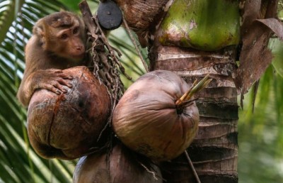 މަކުނު ލައްވާ ރުކުއަޅާތީ ތައިލެންޑް ކާށީގެ އުފެއްދުންތައް ޔޫކޭގައި ބޮއިކޮޓްކުރަން ފަށައިފި