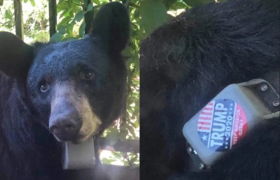 ސާރިދޯޅެއްގައި ޓްރަމްޕްގެ ސްޓިކާ ޖެހި މީހާ ހޯދަން 5،000 ޑޮލަރުގެ އިނާމެއް