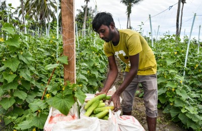 ދަނޑަށް ކެމިކަލް ޖެހުން އެމީހަކާ އެމީހެއް!