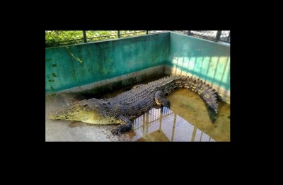 ބަގީޗާގައި އޮތް ކިނބުލަށް ވީ ގޮތް ބަލާނަން: އެމްއެންޑީއެފް