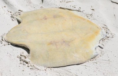 ލ. ގަމުގައި ވެލާތަކެއް މަރާލި މައްސަލައެއް؛ ޝައްކުކުރެވޭ ބަޔަކު ނެތް