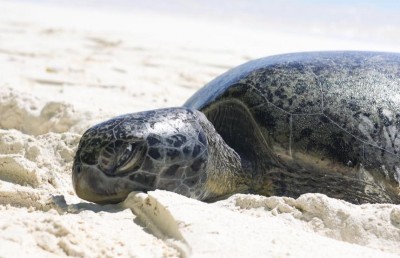 ލ. ގަމުގައި ވެލާތަކެއް މަރާލި މައްސަލައެއް؛ ޝައްކުކުރެވޭ ބަޔަކު ނެތް