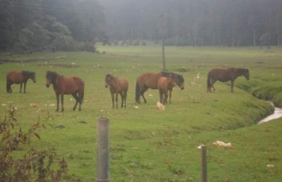 އައްޑު އަށް އަސްތަކެއް ގެންނަން އެބަ އުޅޭ: ނަޝީދު