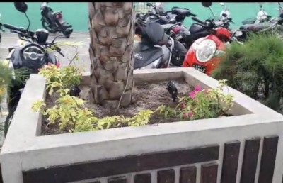 ބޭރު މަގުގައި އިންދި ބޯގަންވިލާ ގަސްތައް ވަގަށް ގެންދާ މައްސަލަ ބޮޑުވެއްޖެ