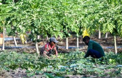 ދަނޑުވެރިންގެ ސަބްސިޑީ އިޔާދަކުރުމުގެ ގަރާރެއް ހުށަހަޅައިފި