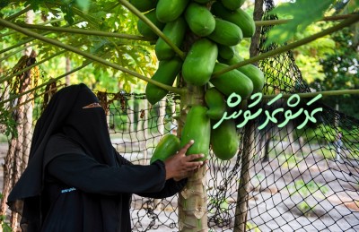 ފޮޓޯ ސްޓޯރީ: ގަދަ ފެހިކަމާއި ފަހިކަން: ޣާލިބާގެ ލޯތްބާ އެކު!