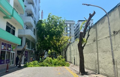 އަމީނީ މަގުގެ ގަސްތައް ކަނޑާތީ އަނެއްކާވެސް މޭޔަރުގެ ކަންބޮޑުވުން!