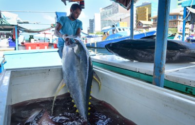 ކަންނެލި ގަންނަނީ 30 ޕަސެންޓް އަގު ދަށްކޮށް: ބިގްފިޝް