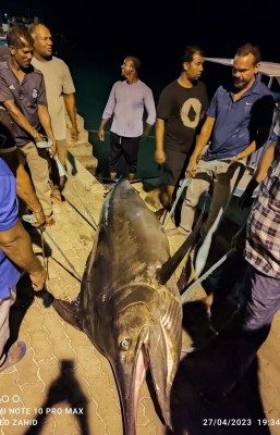 އެކަނި މަހަށް ނުކުމެ އުޅެނިކޮށް 308 ކިލޯގެ ހިބަރެއް