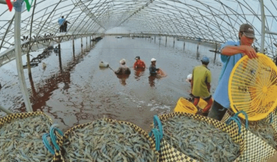 ސައިރިކްސްގެ އެހީގައި އައްޑޫގައި ޑިނގާ ފާމެއް ގާއިމް ކުރަނީ