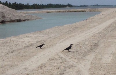 ދޮންދީނިގެ ރައްކަލަށް އައްޑޫން ކާޅު ނައްތާލަން ހުއްދަަ ދީފި