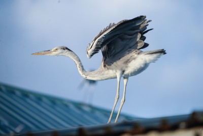 ރިސޯޓެއްގައި މާކަނާއެއް މަރާލި މައްސަލައެއް ބަލަނީ