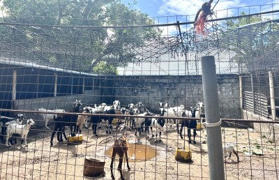 މާލޭ ސިޓީ ކައުންސިލުން ބޮޑު އީދުގައި 100 ބަކަރި ކަތިލަނީ