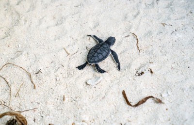 ވެލާ އަރާ ގާދޫ ބެލެހެއްޓުމަށް އިދާރާތަކުގެ މެދުގައި އެއްބަސްވުމެއް ހަދައިފި