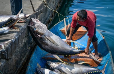 މަސްވެރިންގެ ދުވަހު މަސްވެރިންގެ އޮތީ ޝަކުވާ