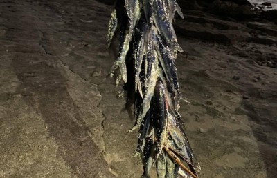 ފުވައްމުލަކަށް ފުޅަނގީގެ އީދެއް