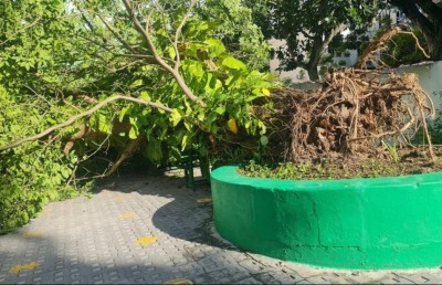 އަމީނިއްޔާ ސްކޫލުގައި ހުރި ބައިގަރުނުވީ މަޑިމަސް ވަކަރު ގަސް ވެއްޓިއްޖެ