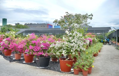 ކޮކާ ބަގީޗާއަކާއެކު، ރާއްޖޭގެ އެންމެ ބޮޑު ނާސަރީ ހުޅުމާލޭގައި ހުޅުވައިފި