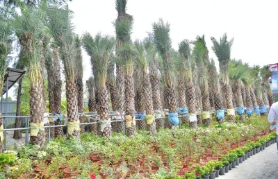 ކޮކާ ބަގީޗާއަކާއެކު، ރާއްޖޭގެ އެންމެ ބޮޑު ނާސަރީ ހުޅުމާލޭގައި ހުޅުވައިފި