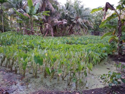 ކޮނޑޭގެ އޮޅުއަލަ ދަނޑުތަކުގައި ގޮތްނޭނގޭ ބައްޔެއް ފެތުރި، ދަނޑުތައް ހަލާކުވަނީ