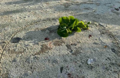 ބާރުގަދަ ގޮވުމާ އެކު، ދެ މީހުންގެ ހަށިގަނޑު ކުދިކުދި ވެފައި