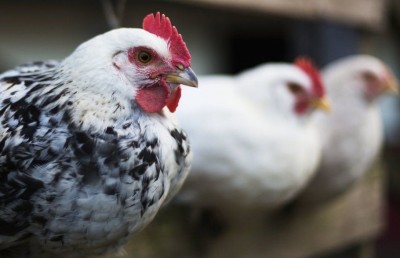 ދޫނި ރޯގާގެ އާ ސްޓްރެއިނެއް ރަޝިޔާ އިން ފެނިއްޖެ