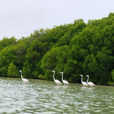 ދޫނި ހިޖުރަކުރާ މޫސުން ފެށިއްޖެ، އީޕީއޭ އިން އެދެނީ ގޯނާ ނުކުރަން