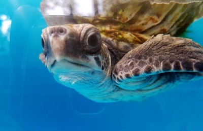 ވެލަޔާއި މަޑި ހިމެނޭ ގޮތަށް ހިމާޔަތް ކޮށްފައިވާ ދިރޭ ތަކެއްޗާ މެދު އަމަލުކުރާނެ ގޮތުގެ އުސޫލެއް ހަދައިފި