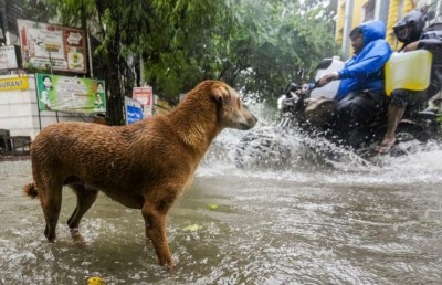 ޗެންނާއީގައި ފެންބޮޑުވެ ފަސް މަރު، ގިނަ ބަޔަކު ހާލުގައި ޖެހިއްޖެ