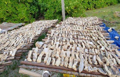 މިޔަރުގެ މަނާ މަސްވެރިކަން ފާޅުގައި ފުޅާކޮށް