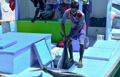 މަސްވެރިކަން ދަށްވެ ކަންނެލި ކިލޯއެއް 100ރ. އަށް އަރައިފި