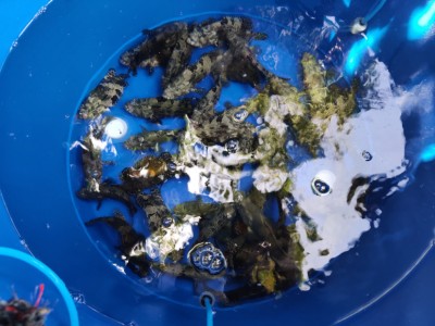 މަހިބަދޫގައި އާލާކުރި ފާނަތައް އެމްސްޓަޑޭމްއަށް