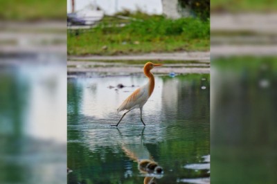 މިއީ ދޫނި ހިޖުރަކުރާ މޫސުން، ގޯނާ ކުރާ ނަމަ ފިޔަވަޅު އަޅާނެ ކަމުގެ އިންޒާރު