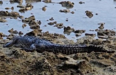 ކަނޑިންމަ ރިސޯޓު ކައިރިން ނުވަ ފޫޓުގެ ބޮޑު ކިނބުލެއް ހިފައިފި
