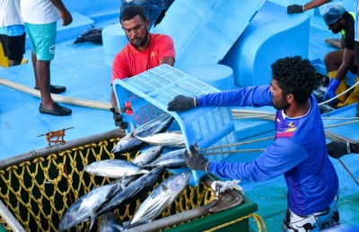 މަސްވެރިންނަށް 105 މިލިއަން ރުފިޔާ ދޫކޮށްފި