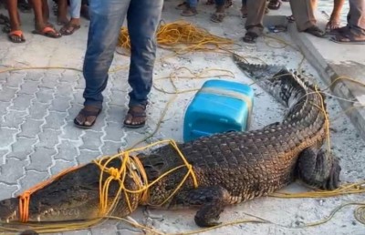 ފަރުކޮޅަށް ދަތުރު ދިޔަ ބަޔަކަށް ފެނުނު 10 ފޫޓުގެ ކިނބުލެއް ހިފައިފި