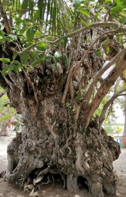 ބާރަށުގައި ބޮޑުތަކުރުފާނަށް ނިސްބަތްވާ ކާނި ގަހުގައި ރޯކޮށްލައިފި