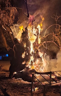 ބާރަށުގައި ބޮޑުތަކުރުފާނަށް ނިސްބަތްވާ ކާނި ގަހުގައި ރޯކޮށްލައިފި