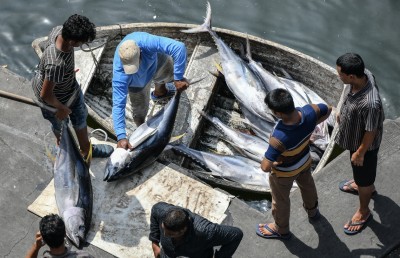 މަހުގެ އެކްސްޕޯޓް 50 ޕަސެންޓް ދަށަށް