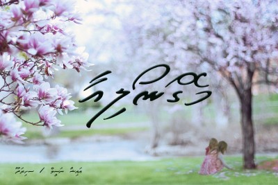 މެގްނޯލިއާ 25