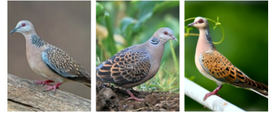 ހިމާޔަތްކުރީ ރާއްޖޭގައި އާންމުކޮށް އުޅޭ ކޮތަރުގެ ވައްތަރެއް ނޫން