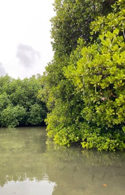 ދަތުރު ހަދާފައި ވިޔަސް ކަކުނި ކާން އަންނަންވީ ފުނަދުއަށް