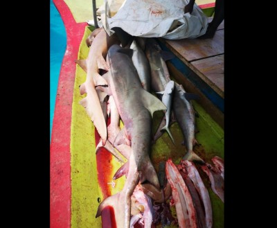 ހިމާޔަތްކޮށްފައިވާ ސަރަހައްދުތަކުން މިޔަރު ބާނާތީ އިންޒާރު