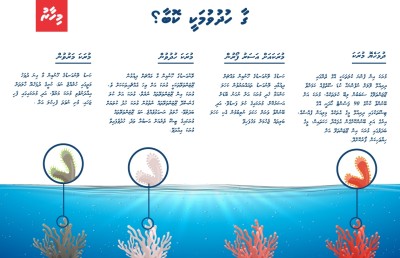 މިއީ ގާ ހުދުވުމުގެ މައްސަލަ އެންމެ ބޮޑު އެއް އަހަރު
