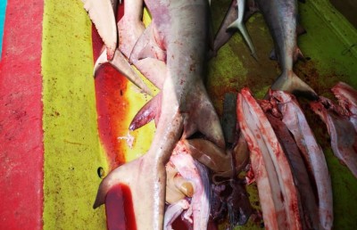 ކަސްޓަމްސްގެ މަސައްކަތް ލަސްކަމުން މިޔަރު އުރަހައިގެ މައްސަލައިގައި ދައުވާ ނުކުރެވިފައި