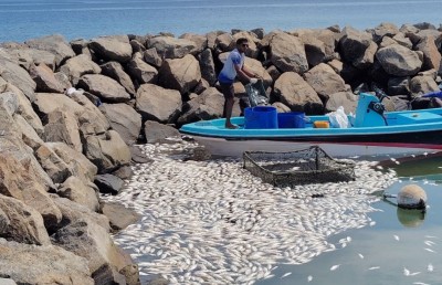 ވައިކަރަދޫ ފަޅުތެރޭ މުށިމަސްތައް މަރުވެ، އަނެއްކާވެސް ކުނިވެއްޖެ