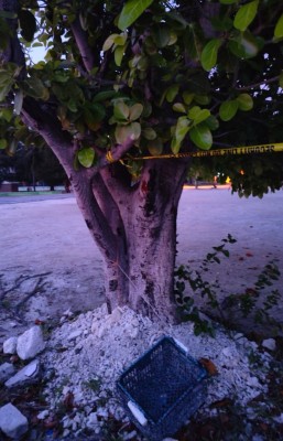 ސިހުރު ހެދި ކަމުގެ ތުހުމަތުގައި ފުނަދޫން މީހަކު ހައްޔަރު ކޮށްފި